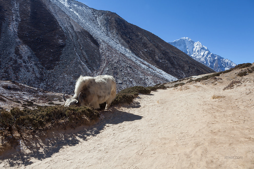 yak